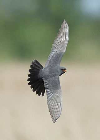 Red-footed Falcon Falco vespertinus