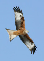 Red Kite Milvus milvus