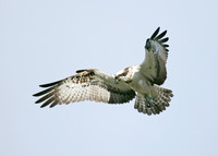 Osprey Pandion haliaetus