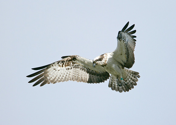 Osprey Pandion haliaetus