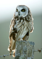 Short-eared Owl Asio flammeus