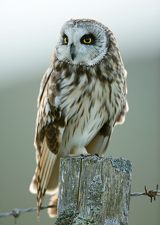 Short-eared Owl Asio flammeus