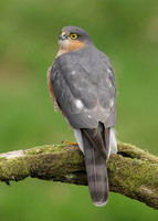 Sparrowhawk Accipiter nisus