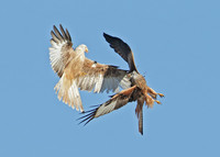 Red Kite Milvus milvus