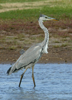 Grey Heron Ardea cinerea