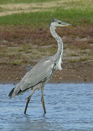 Grey Heron Ardea cinerea
