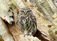 Little Owl Athene noctua