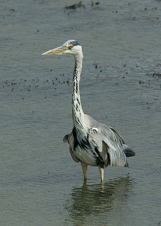 Grey Heron Ardea cinerea