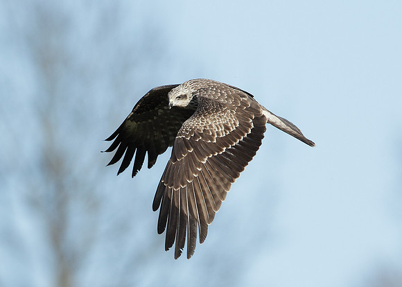 Black Kite Milvus migrans