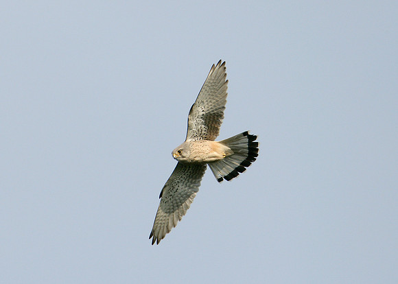 Kestrel Falco tinnunculus