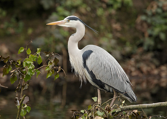 Grey Heron Ardea cinerea