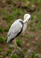 Grey Heron Ardea cinerea