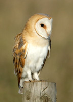 Barn Owl Tyto alba