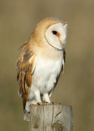 Barn Owl Tyto alba