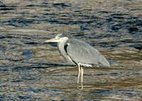 Grey Heron Ardea cinerea