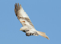 Red Kite Milvus milvus