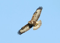 Buzzard Buteo buteo
