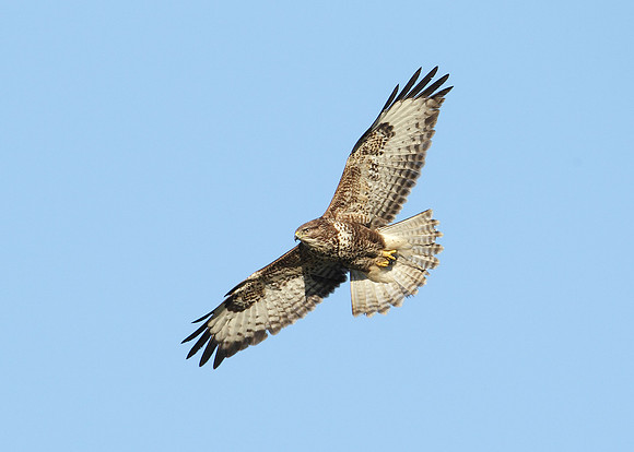 Buzzard Buteo buteo