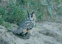 Long-eared Owl Asio otus