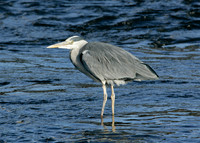 Grey Heron Ardea cinerea