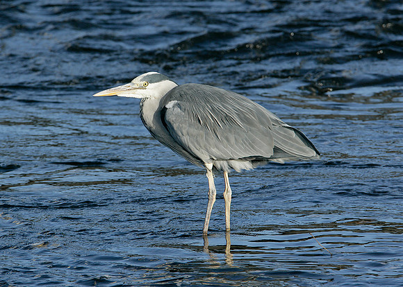 Grey Heron Ardea cinerea