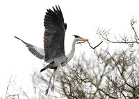 Grey Heron Ardea cinerea