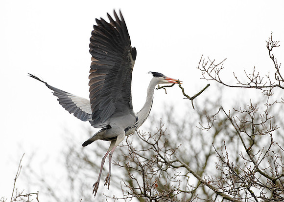 Grey Heron Ardea cinerea