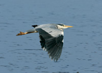 Grey Heron Ardea cinerea