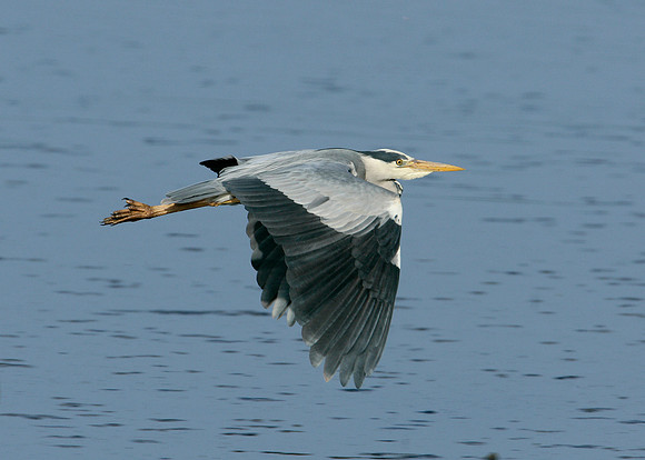 Grey Heron Ardea cinerea