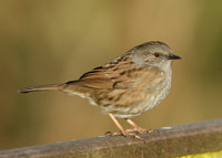 Dunnock Prunella modularis
