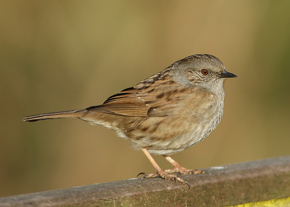 Dunnock Prunella modularis