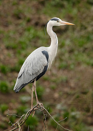 Grey Heron Ardea cinerea