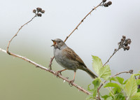 Dunnock Prunella modularis