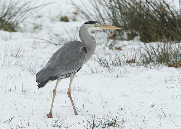 Grey Heron Ardea cinerea
