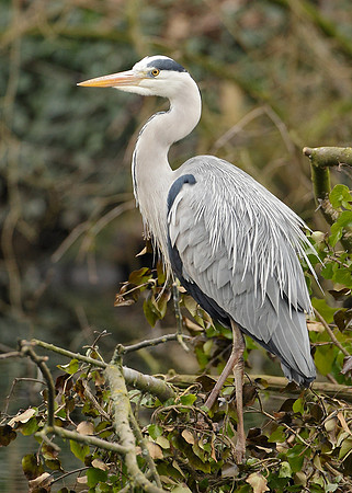 Grey Heron Ardea cinerea