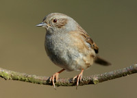 Dunnock Prunella modularis