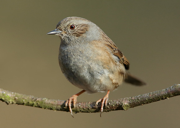 Dunnock Prunella modularis