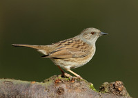 Dunnock Prunella modularis
