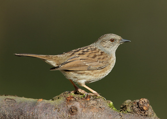 Dunnock Prunella modularis