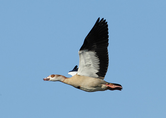 Egyptian Goose Alopochen aegyptiaca