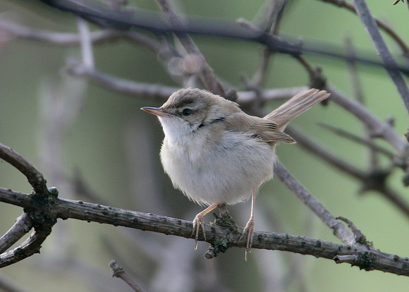 Paddyfield Warbler  Acrocephalus agricola
