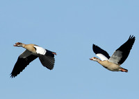 Egyptian Goose Alopochen aegyptiaca