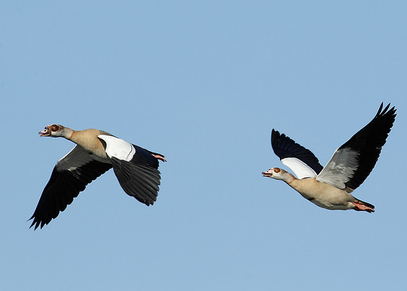 Egyptian Goose Alopochen aegyptiaca
