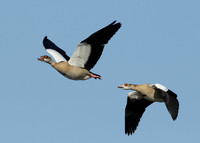 Egyptian Goose Alopochen aegyptiaca