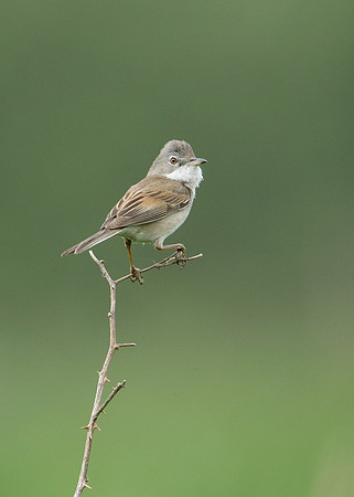 Whitethroat Sylvia communis