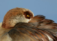 Egyptian Goose Alopochen aegyptiaca