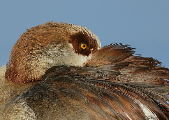 Egyptian Goose Alopochen aegyptiaca