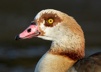 Egyptian Goose Alopochen aegyptiaca