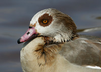 Egyptian Goose Alopochen aegyptiaca