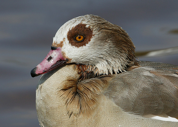 Egyptian Goose Alopochen aegyptiaca